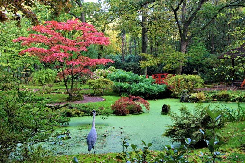clingendael-japanse-tuin